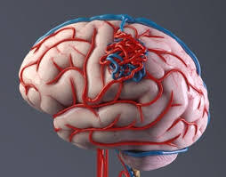 Medical Illustration