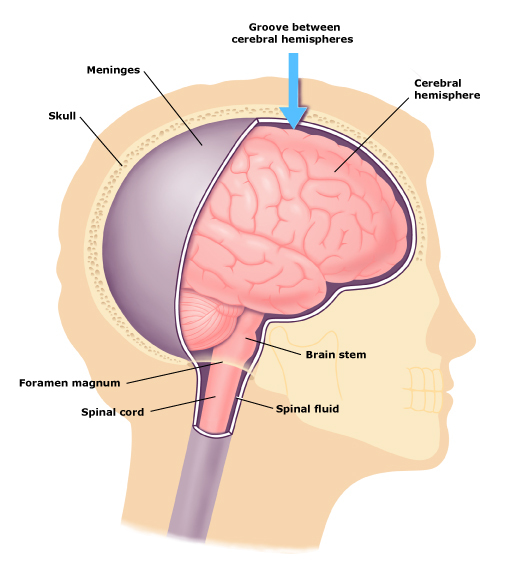 Medical Illustration