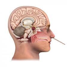 Medical Illustration